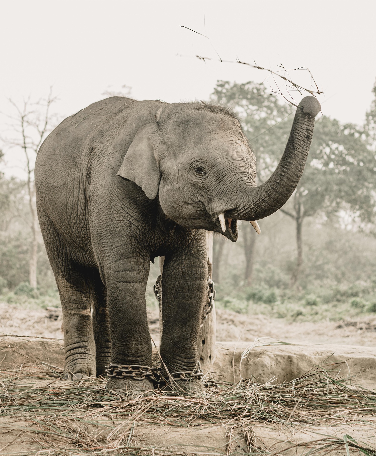 Chitwan Safari